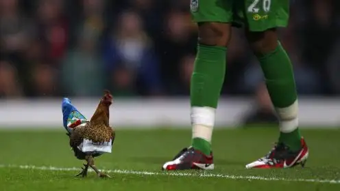 Ten animals on the pitch include Ewood Park chicken and a rogue kangaroo